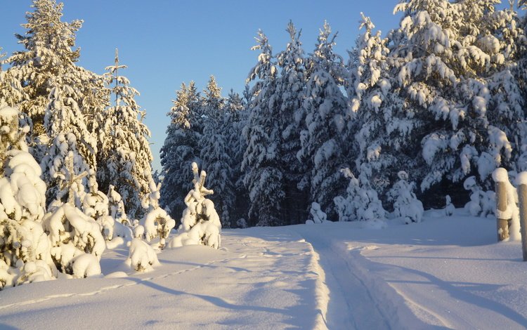 деревья, снег, природа, лес, зима, тропинка, следы, trees, snow, nature, forest, winter, path, traces
