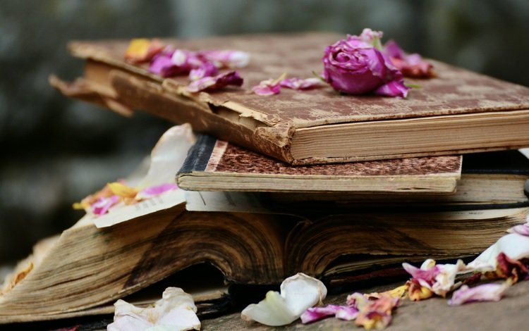 цветы, розы, лепестки, книги, стопка, страницы, flowers, roses, petals, books, stack, page