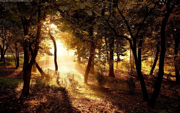 деревья, солнце, лес, лучи, дорожка, солнечный свет, trees, the sun, forest, rays, track, sunlight