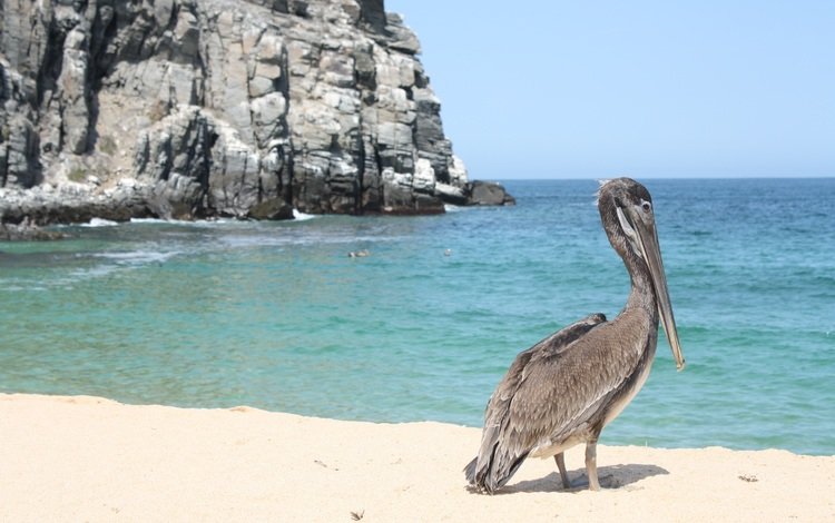 скалы, море, песок, пляж, побережье, птица, клюв, пеликан, rocks, sea, sand, beach, coast, bird, beak, pelican