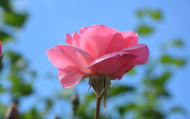природа, цветок, роза, лепестки, размытость, розовый, nature, flower, rose, petals, blur, pink