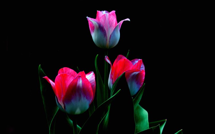 цветы, бутоны, лепестки, черный фон, тюльпаны, flowers, buds, petals, black background, tulips