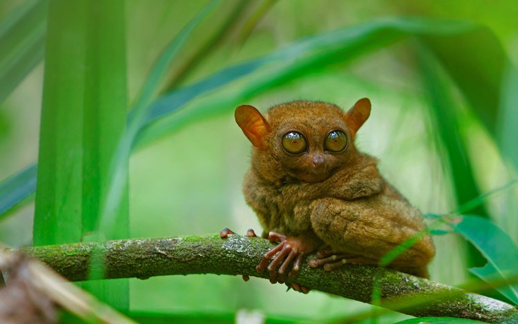глаза, ветка, мордочка, взгляд, долгопят, eyes, branch, muzzle, look, tarsier
