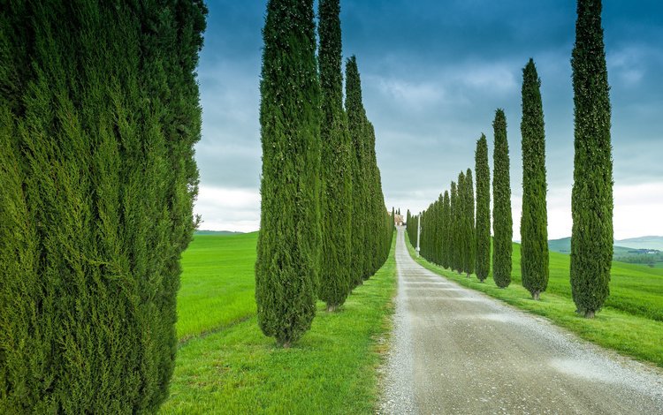 небо, дорога, трава, деревья, италия, тоскана, кипарис, the sky, road, grass, trees, italy, tuscany, cypress