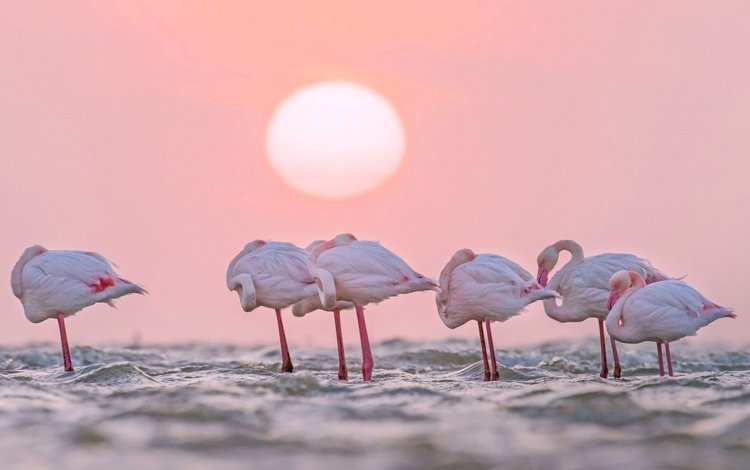 вода, солнце, фламинго, африка, птицы, намибия, water, the sun, flamingo, africa, birds, namibia