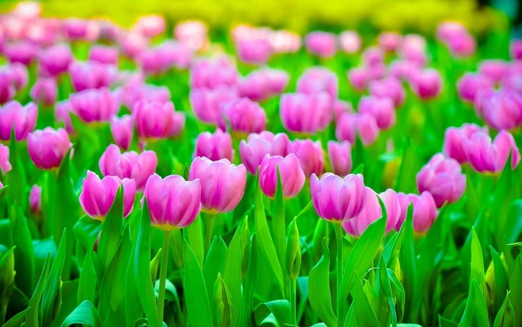 цветы, поле, лепестки, размытость, тюльпаны, розовые, flowers, field, petals, blur, tulips, pink