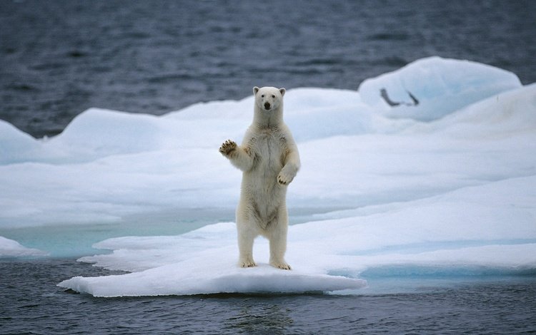 вода, медведь, белый медведь, льдина, water, bear, polar bear, floe