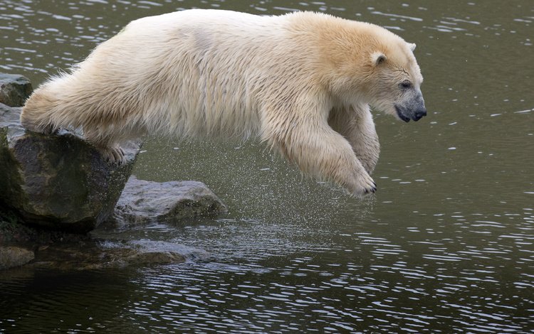 вода, камни, медведь, прыжок, животное, белый медведь, water, stones, bear, jump, animal, polar bear