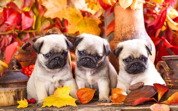 листья, мордочка, взгляд, осень, щенки, собаки, мопс, leaves, muzzle, look, autumn, puppies, dogs, pug