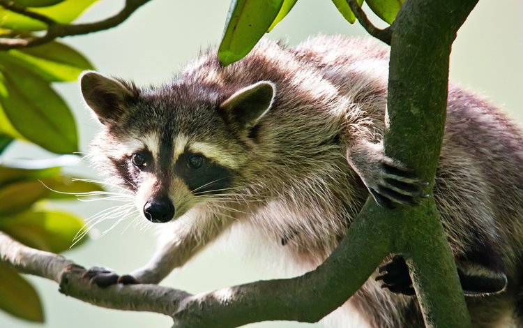 ветка, мордочка, взгляд, енот, branch, muzzle, look, raccoon