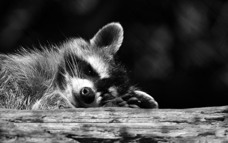 мордочка, взгляд, чёрно-белое, енот, muzzle, look, black and white, raccoon