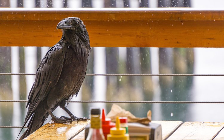 птица, клюв, дождь, перья, ворон, ворона, bird, beak, rain, feathers, raven, crow