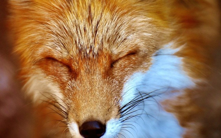 мордочка, сон, лиса, лисица, закрытые глаза, muzzle, sleep, fox, closed eyes