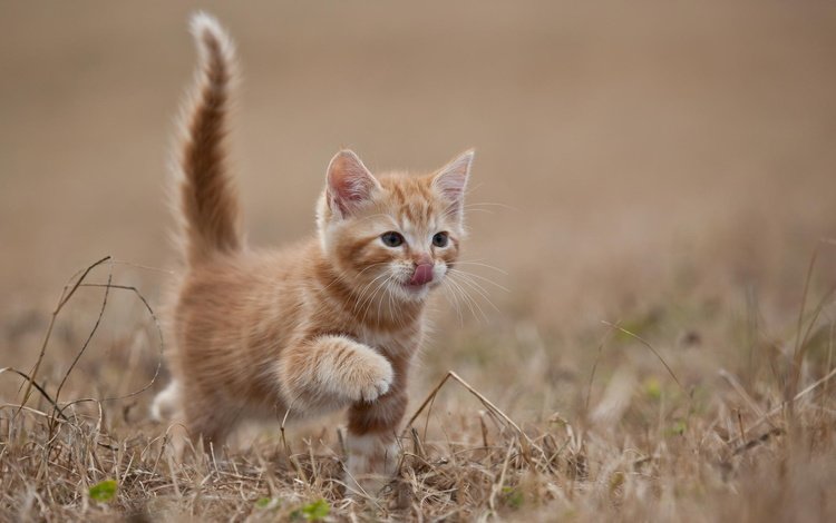 природа животные кот морда котенок nature animals cat muzzle kitten без смс