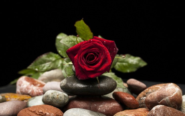 камни, цветок, капли, роза, лепестки, бутон, stones, flower, drops, rose, petals, bud