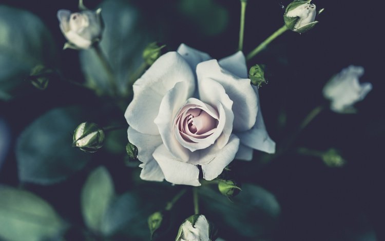 бутоны, роза, лепестки, белый, куст, buds, rose, petals, white, bush