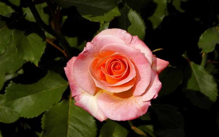 фон, роза, лепестки, куст, бутон розы, background, rose, petals, bush, rosebud