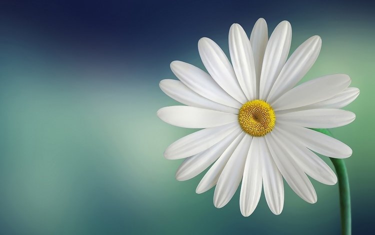 макро, цветок, лепестки, стебель, белая, маргаритка, macro, flower, petals, stem, white, daisy