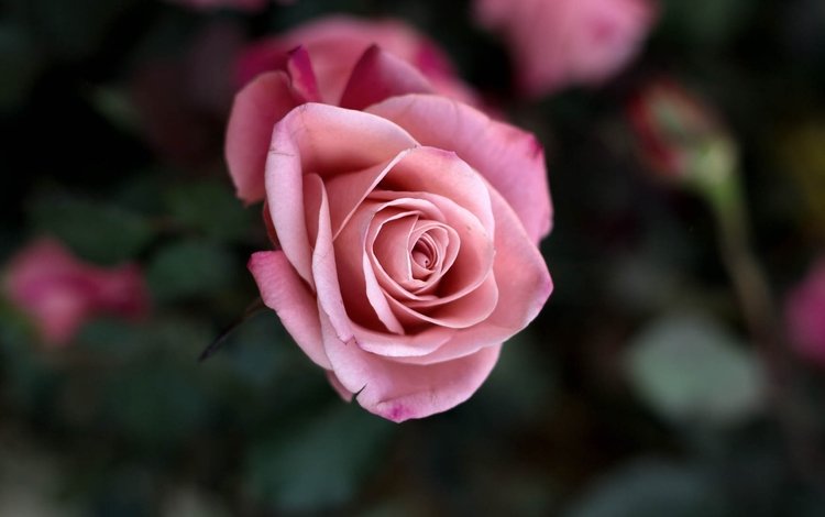 макро, фон, цветок, роза, лепестки, бутон, розовый, куст, macro, background, flower, rose, petals, bud, pink, bush