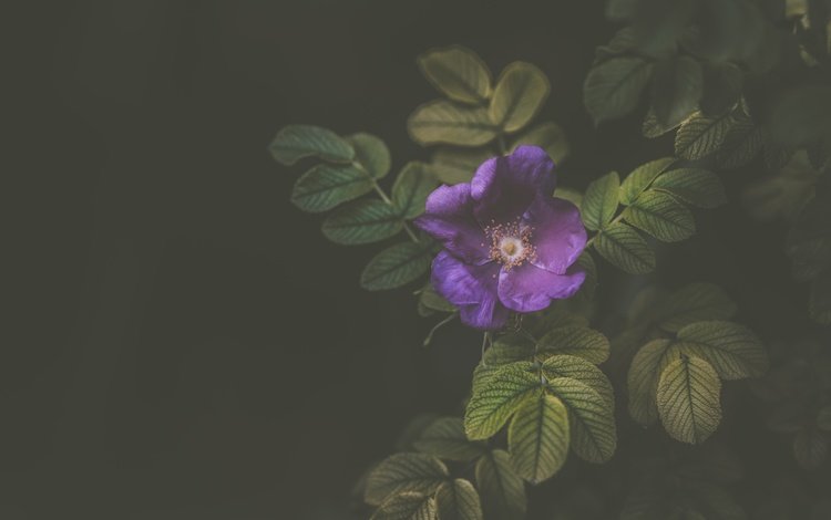 цветок, лепестки, фиолетовый, куст, flower, petals, purple, bush