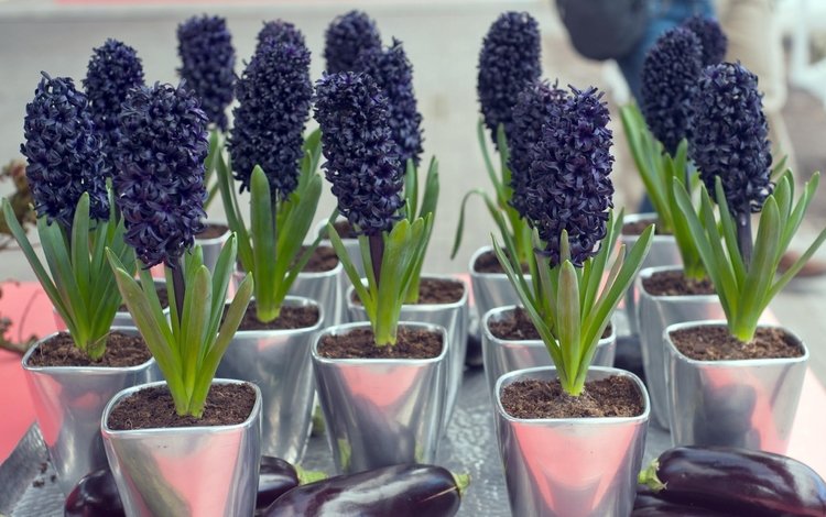 цветы, горшки, фиолетовые, баклажаны, гиацинт, flowers, pots, purple, eggplant, hyacinth