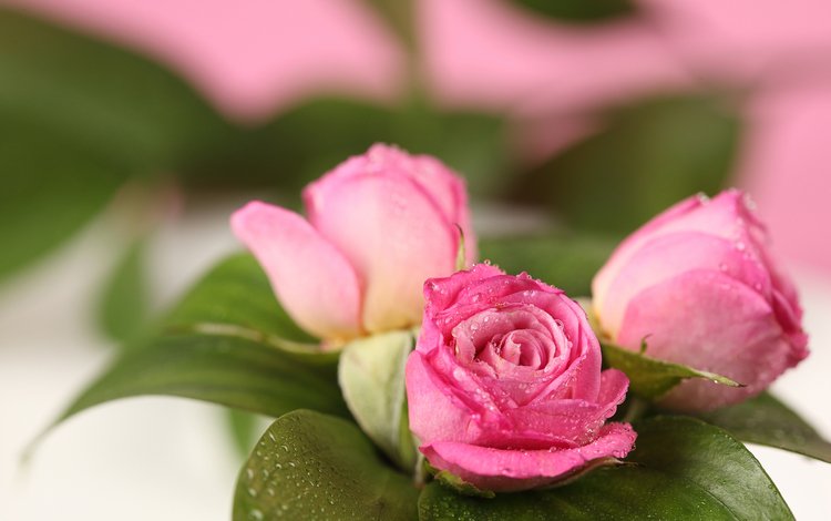 розы, букет, розовые, нежность, roses, bouquet, pink, tenderness