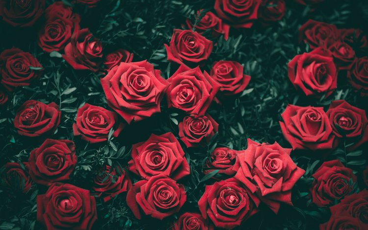 цветы, бутоны, розы, красные, куст, flowers, buds, roses, red, bush