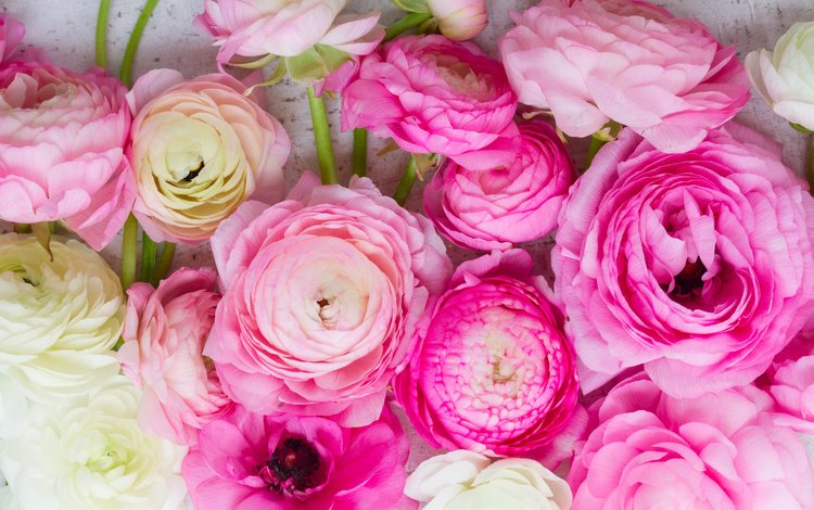 розовые цветы, белая, красива,  цветы, ранункулюс, лютики, пинк, pink flowers, white, beautiful, flowers, ranunculus, buttercups, pink
