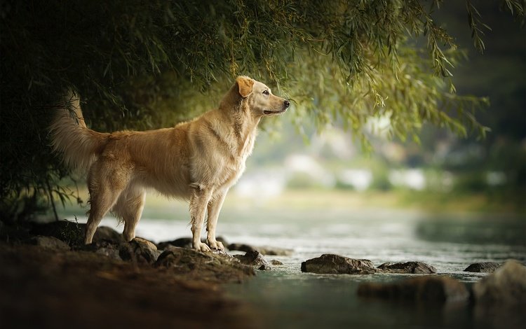 река, камни, собака, течение, золотистый ретривер, amara, river, stones, dog, for, golden retriever