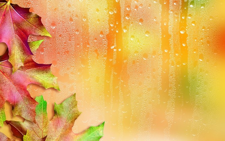 листья, капли, осень, стекло, клен, кленовый лист, leaves, drops, autumn, glass, maple, maple leaf