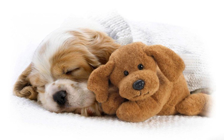 собака, спит, игрушка, щенок, нос, кокер-спаниель, dog, sleeping, toy, puppy, nose, cocker spaniel