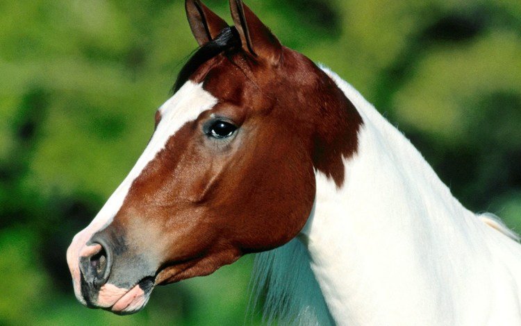глаза, морда, лошадь, профиль, уши, конь, eyes, face, horse, profile, ears