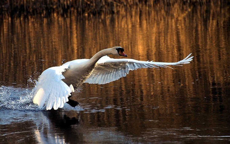 вода, крылья, птица, клюв, взлёт, перья, лебедь, water, wings, bird, beak, the rise, feathers, swan