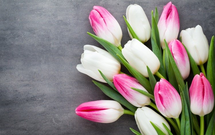 цветы, бутоны, букет, тюльпаны, flowers, buds, bouquet, tulips