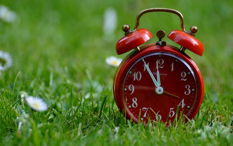 цветы, трава, часы, ромашки, время, будильник, flowers, grass, watch, chamomile, time, alarm clock