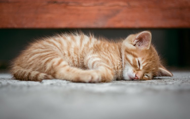 мордочка, кошка, сон, котенок, рыжий, muzzle, cat, sleep, kitty, red