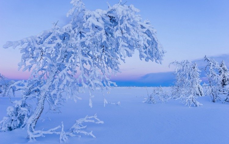 деревья, снег, природа, зима, иней, лапландия, trees, snow, nature, winter, frost, lapland