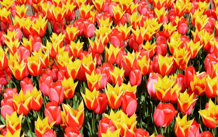 цветы, поле, весна, тюльпаны, flowers, field, spring, tulips