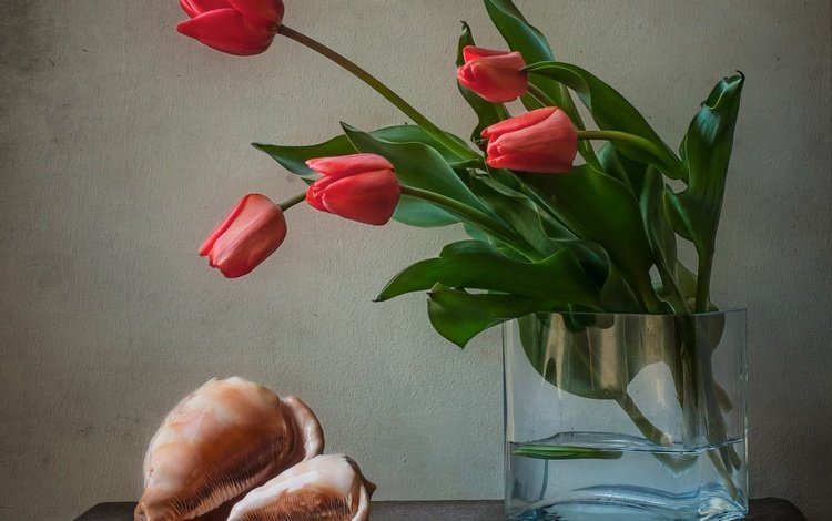 цветы, тюльпаны, ваза, ракушка, раковина, натюрморт, flowers, tulips, vase, shell, sink, still life