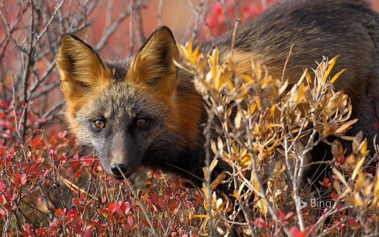 глаза, природа, листья, взгляд, осень, лиса, лисица, канада, eyes, nature, leaves, look, autumn, fox, canada