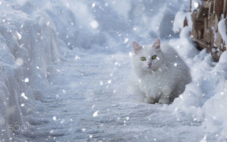 глаза, снег, зима, кот, мордочка, кошка, взгляд, eyes, snow, winter, cat, muzzle, look