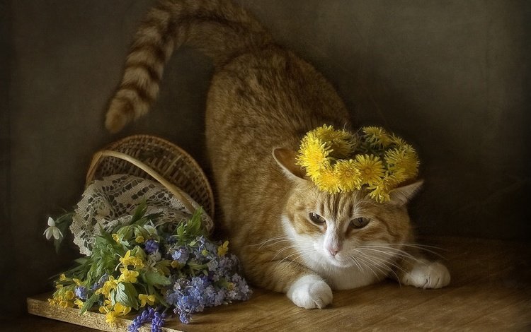 кот, кошка, одуванчики, полевые цветы, венок, корзинка, cat, dandelions, wildflowers, wreath, basket
