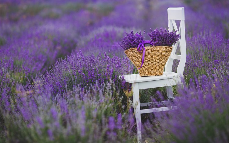 цветы, поле, лаванда, стул, букет, корзина, flowers, field, lavender, chair, bouquet, basket