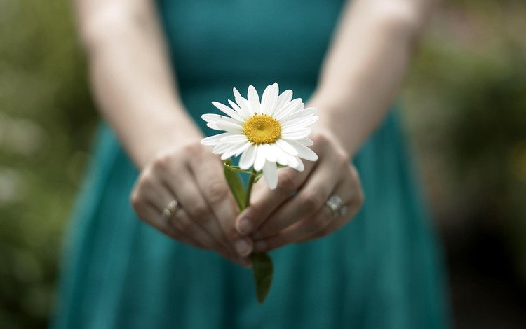 девушка, настроение, цветок, ромашка, руки, кольца, girl, mood, flower, daisy, hands, ring