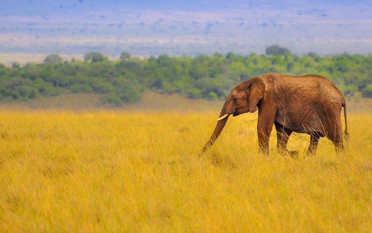 слон, африка, саванна, хобот, elephant, africa, savannah, trunk