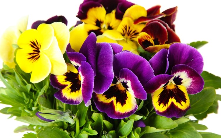 цветы, лепестки, анютины глазки, фиалка, flowers, petals, pansy, violet