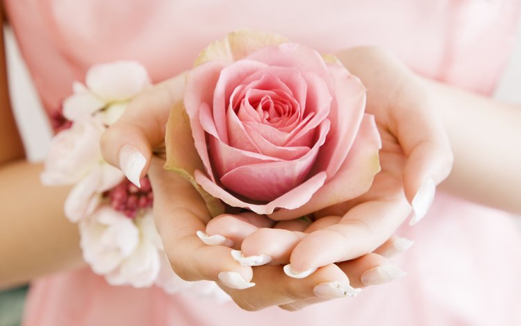 цветок, роза, лепестки, бутон, руки, ладони, розовая роза, flower, rose, petals, bud, hands, palm, pink rose