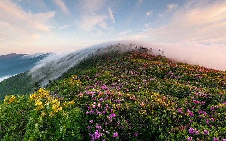небо, туман, цветы, трава, облака, горы, холмы, природа, утро, the sky, fog, flowers, grass, clouds, mountains, hills, nature, morning