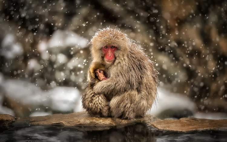 снег, зима, ребенок, обезьяны, мать, японский макак, snow, winter, child, monkey, mother, japanese macaques