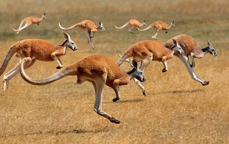 австралия, бег, кенгуру, australia, running, kangaroo